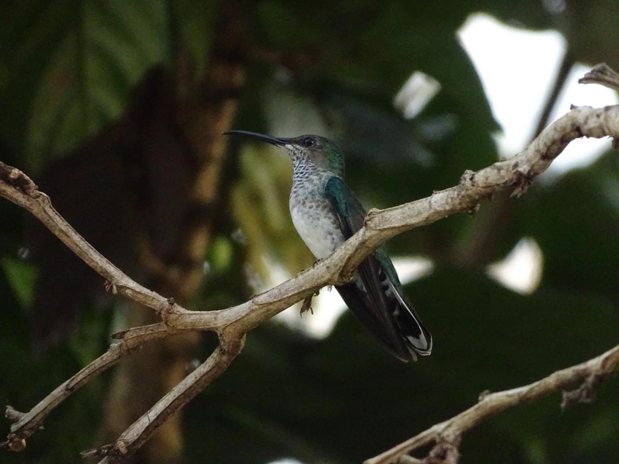 Eco Hotel Amanecer Tayrona エル・ザイノ エクステリア 写真